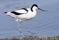 Avocette